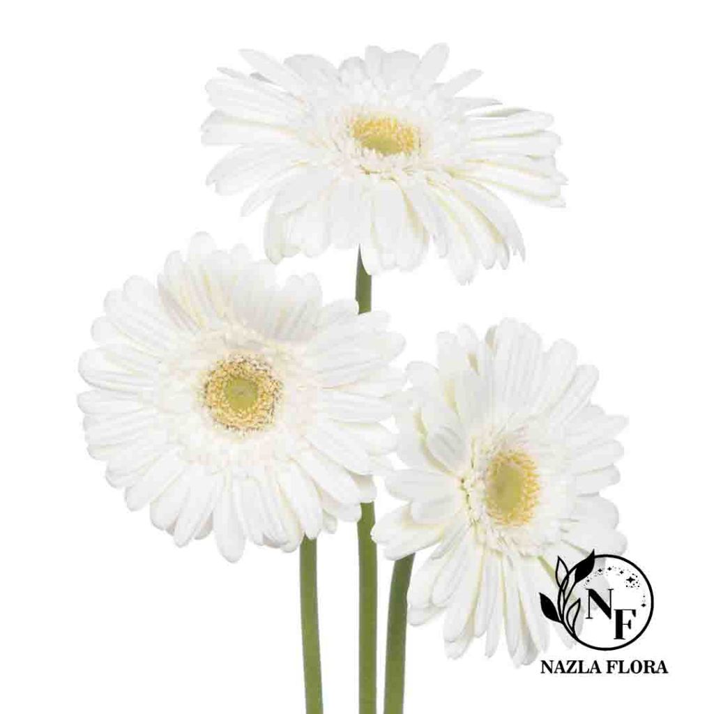 Bunga Potong Gerbera Putih ( per ikat isi 10 batang )
