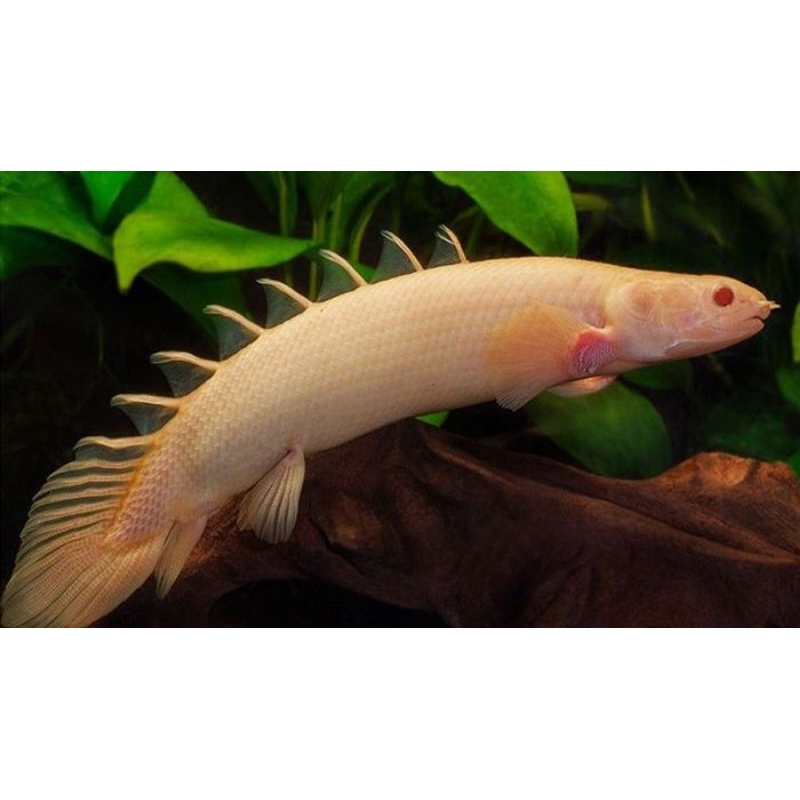 palmas albino (10-12 cm naga air mata merah)