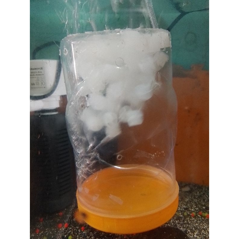 

moving bed filter kaldnes#filter aquarium#anti bakteri#rumah bakteri#diy toples bekas