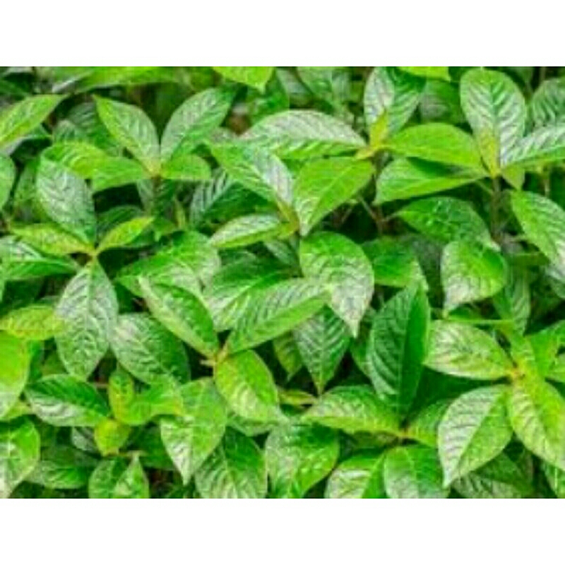 

daun keji beling ki beling pecah beling 100 lmbar