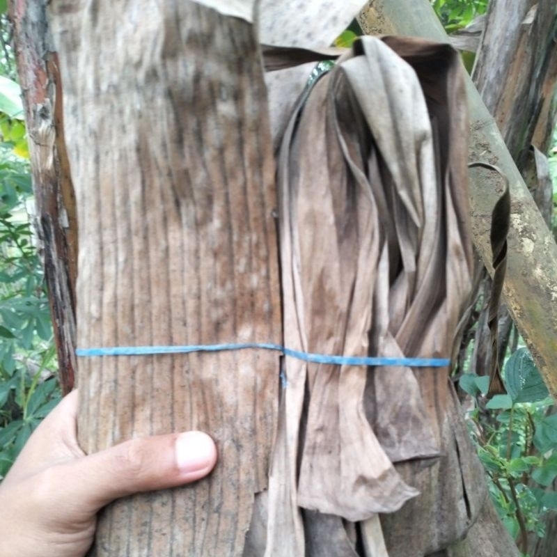 

Daun Kelaras Kering Bahan Alami Pewarna Makanan Satu Ikat.