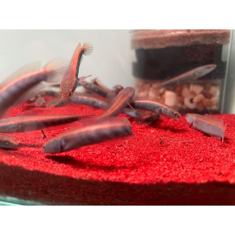 RED BARITO 5-6CM PER 10 grade A+