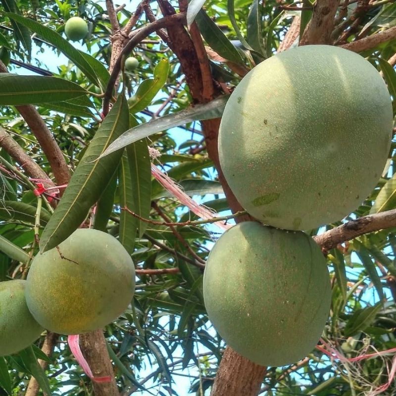 Bibit / Pohon Mangga Kelapa Super Unggulan Asli
