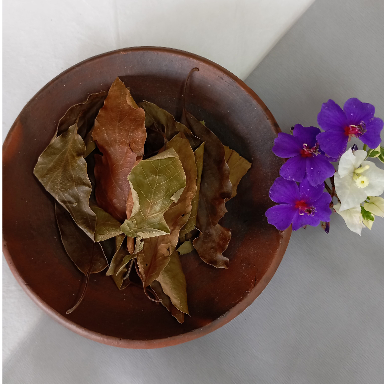 

Simplisia Daun Alpukat Kering