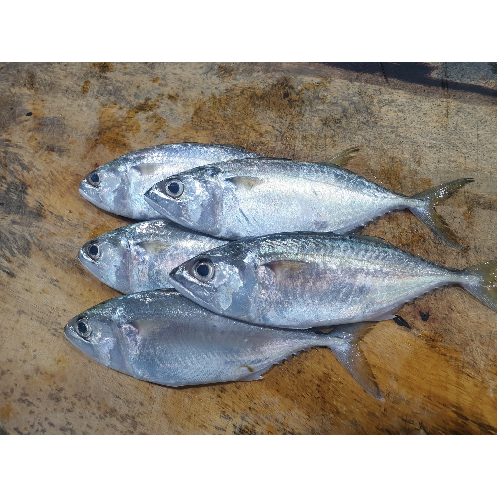 

Ikan Kembung