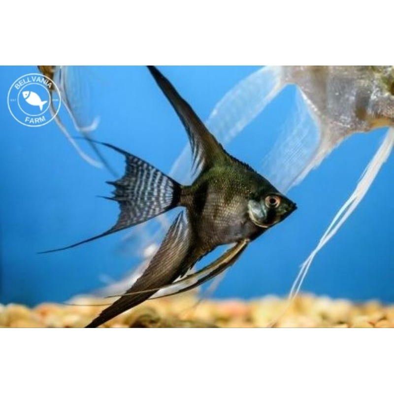 hiasan manfish black Angel