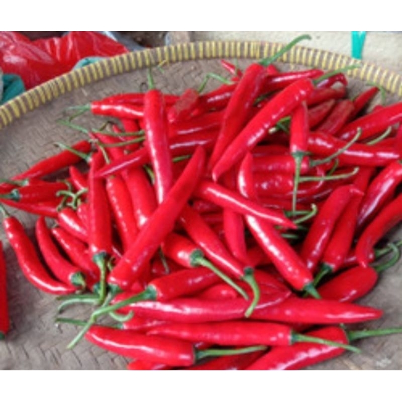 

Cabe Merah Besar 1kg Dijamin Selalu Fresh Baru Petik