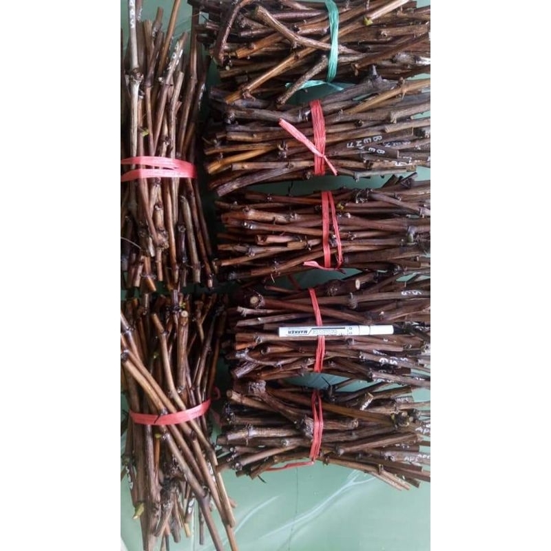 cutting anggur kober 5bb isi 10btg
