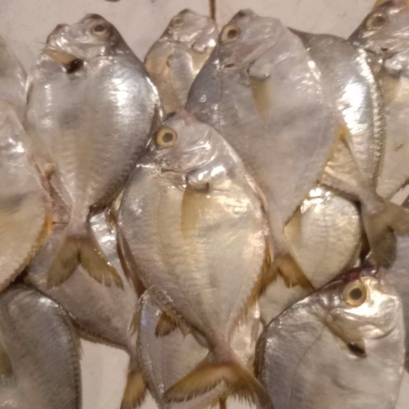 

ikan petek segar laut