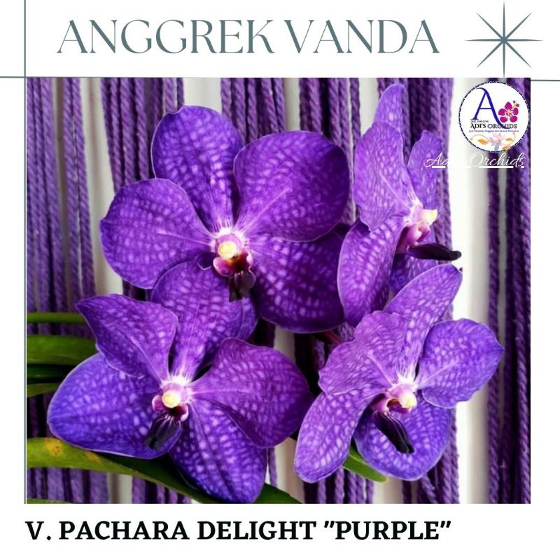 Anggrek Vanda Pachara Delight "Purple"