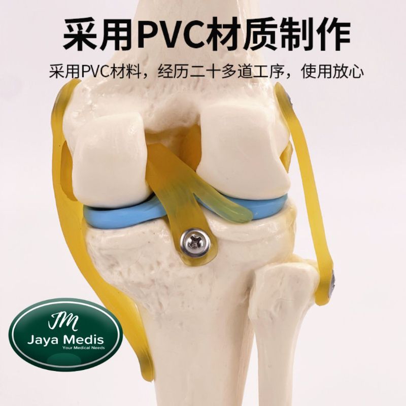 ANATOMI SENDI LUTUT MANUSIA