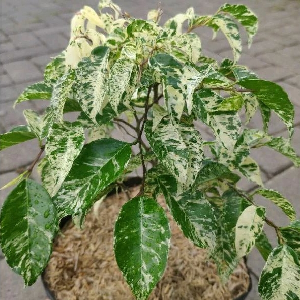 Tanaman Hias Ficus Benjamina Variegata