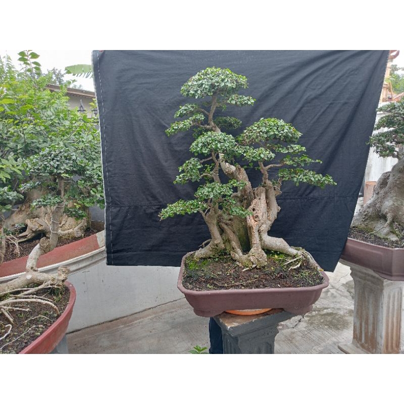 Tanaman bonsai serut