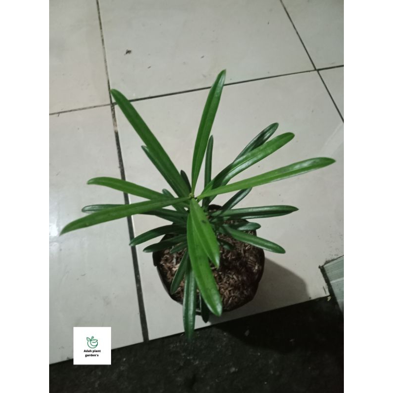 >(BISA COD) BIBIT LOHANSUNG MAWAR - TINGGI 10-15 CM