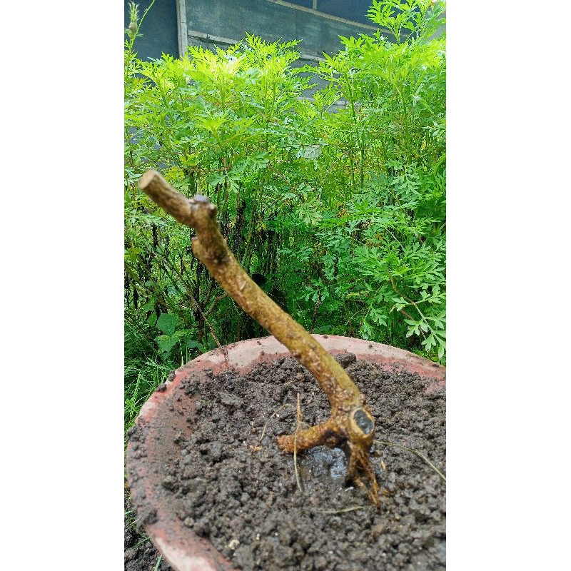 bahan bonsai wahong dongkelan