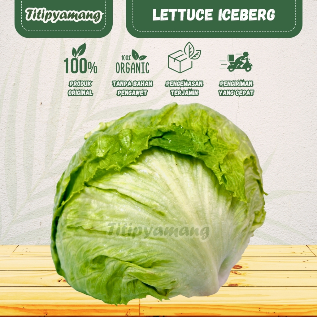 

Lettuce Iceberg Fresh | Head Lettuce Fresh