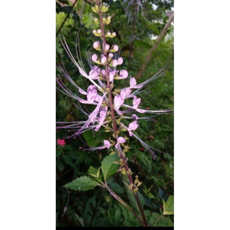 daun kumis kucing ungu