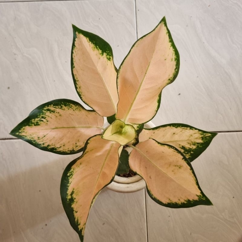 Aglonema Kocin Sutra