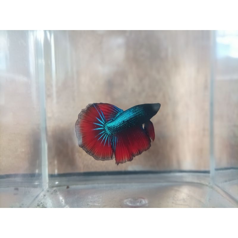 ikan cupang halfmoon
