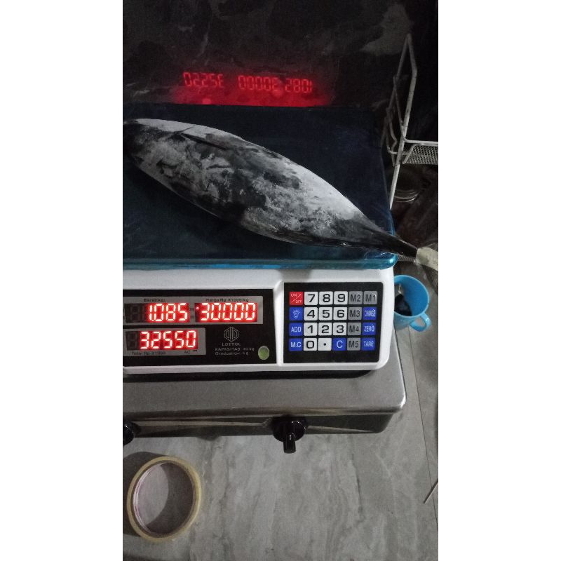 

Ikan Tongkol hitam fresh