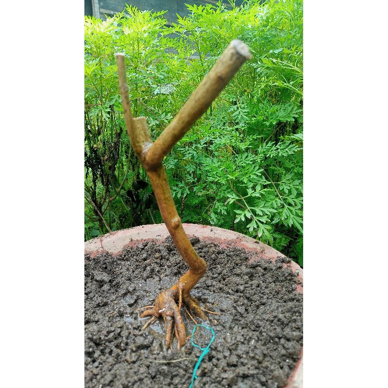 bahan bonsai Sancang dongkelan