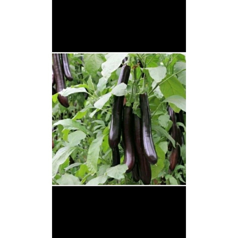 100 BENIH TERONG UNGU ANTABOGA