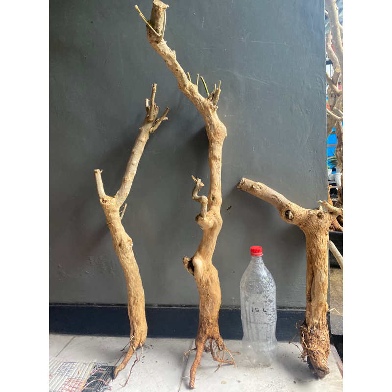 Paket Hemat 3 Bonggol Bougenville Bugenvile pohon taman halaman rumah Warna Ungu mikro