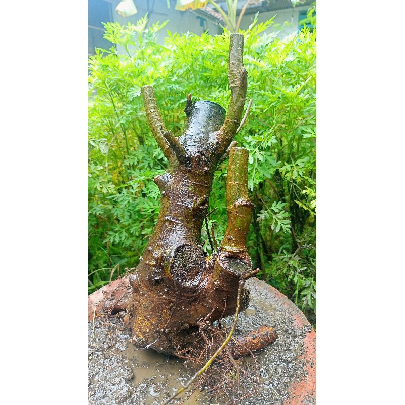 bahan bonsai Loa bonggol dongkelan