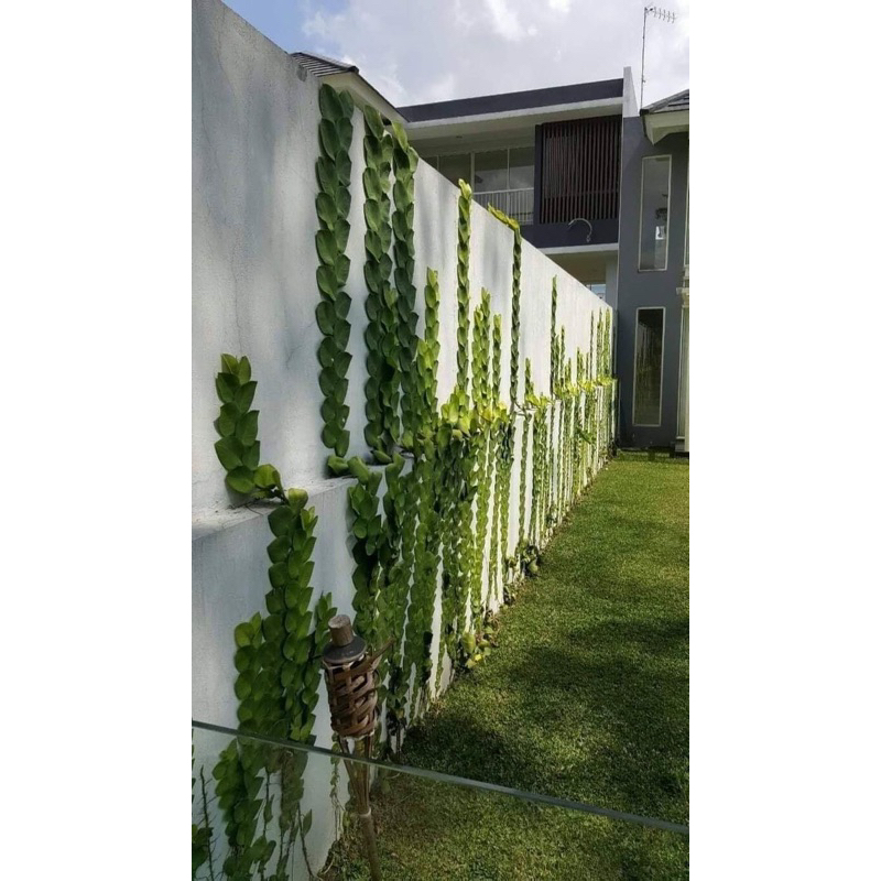 PROMO TANAMAN HIAS MERAMBAT DOLAR DAUN BESAR//POHON DOLAR RAMBAT -tanaman hidup-bunga hidup