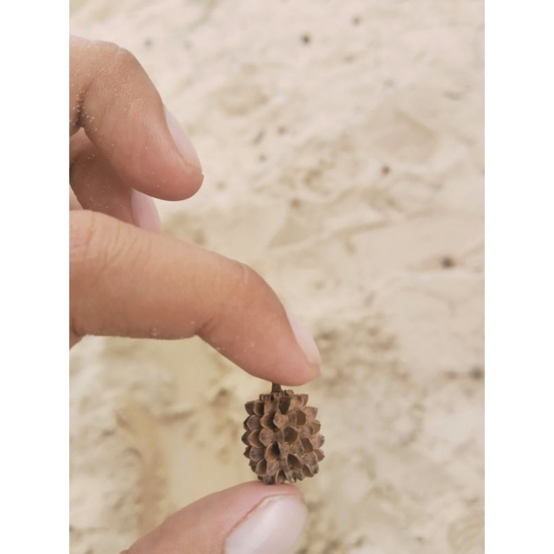 

durian mini