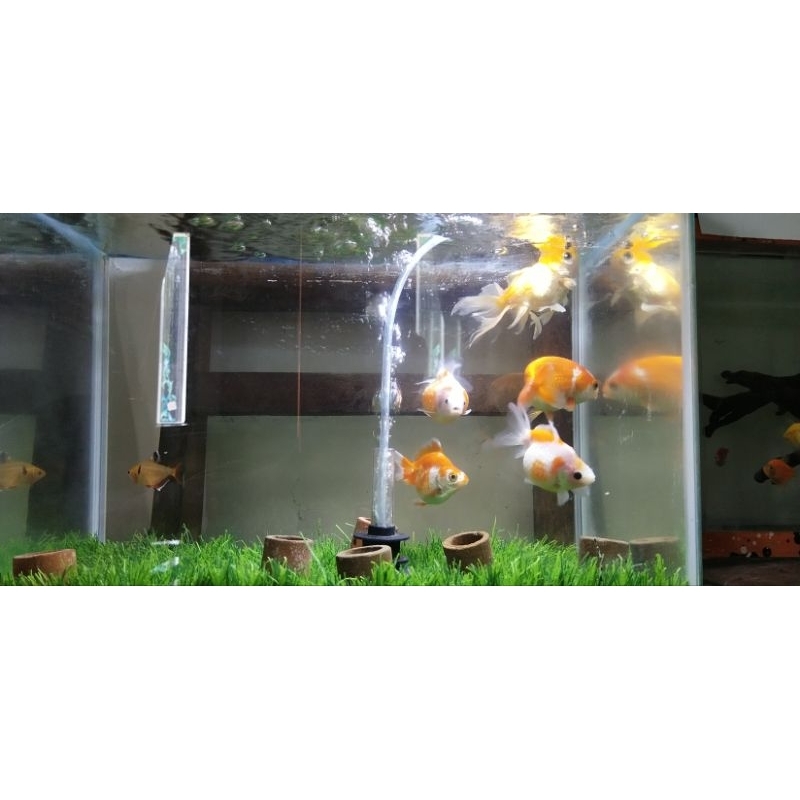 Ikan Hias mas koki,ryukin,mutiara,Oranda,