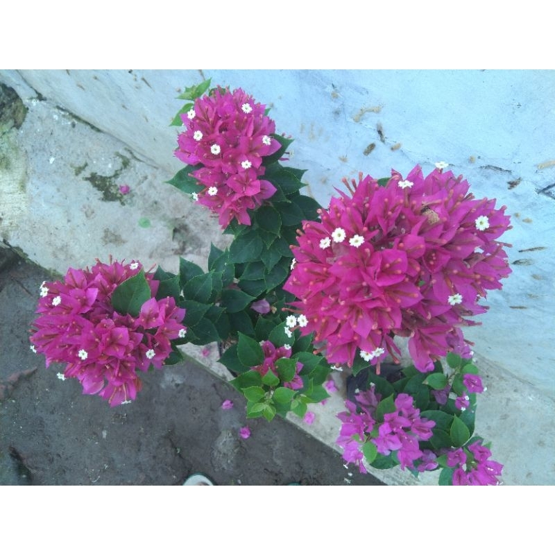 bunga bougenville grafting 2-3 warna warni id sgp singapore merah fanta peach kuning soft pink