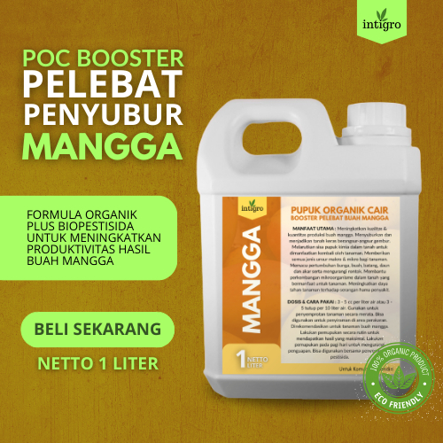Pupuk Pelebat Buah Mangga dan Anti Rontok / Obat Buah Mangga Cepat Berbuah / Penyubur Buah Mangga / 