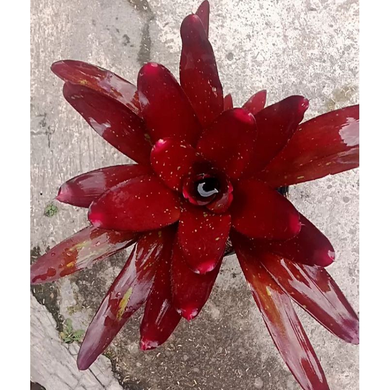 Tanaman bromelia mawar