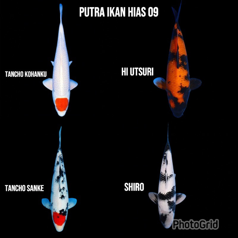 PAKET 4 Ikan Koi berkualitas grade A+ lokal Blitar sz 10-15cm