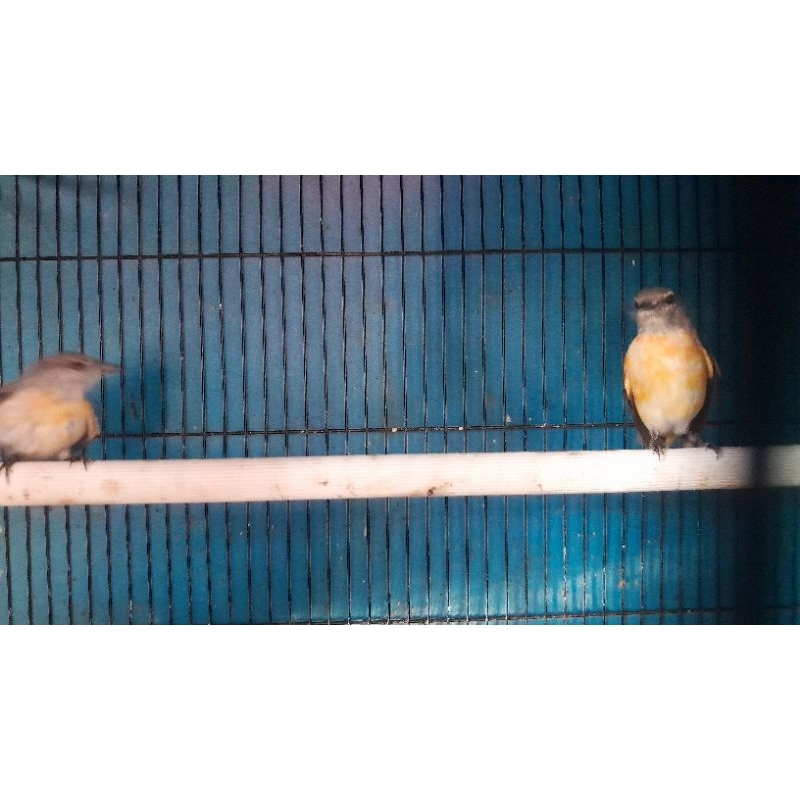 Burung Mantenan