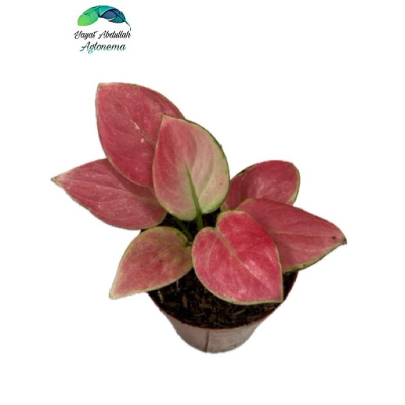 Aglonema Pink Apple Imut
