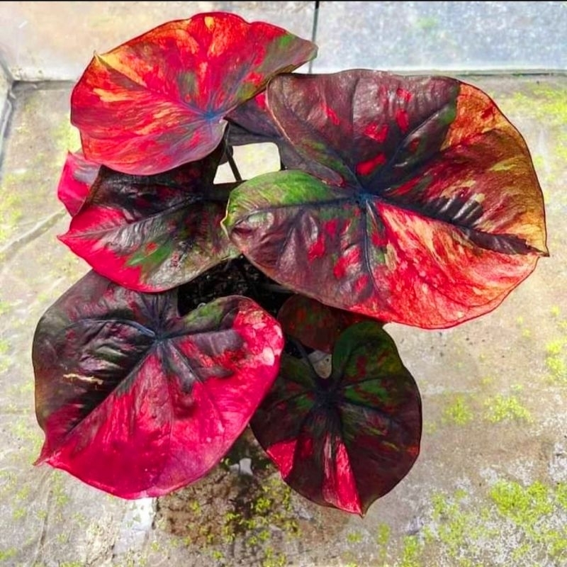Caladium Red Devil/ Tanaman Hias Keladi Red Devil Anakan Murah/ Caladium Red Devil 1-3 Daun Tanaman 