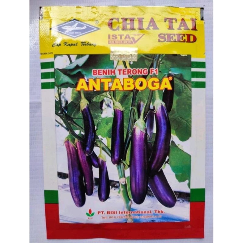 500 BENIH UNGGUL TERONG UNGU ANTABOGA