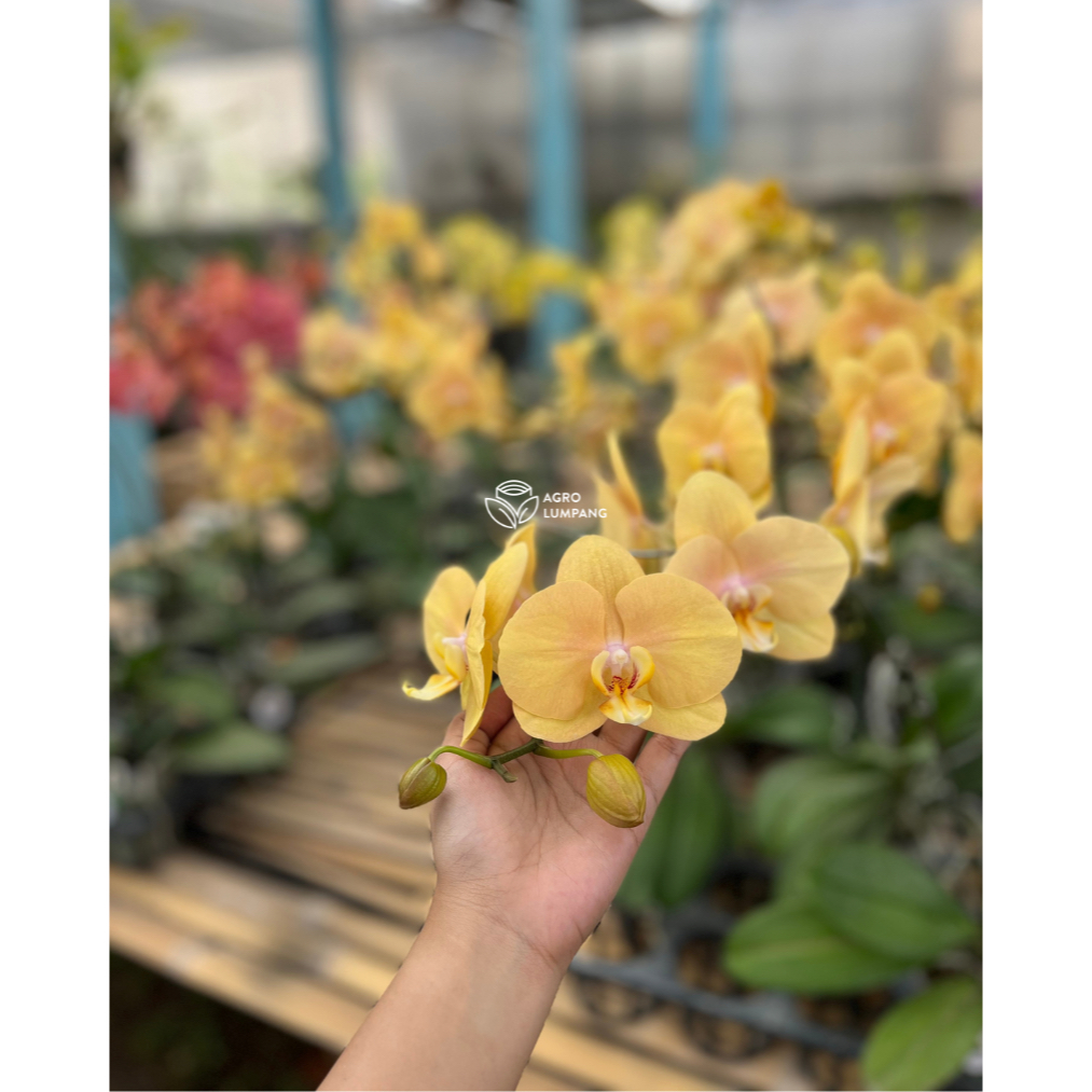 Anggrek Bulan Berbunga Knop Spike