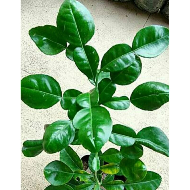 pohon jeruk angka 8 daun jeruk bumbu
