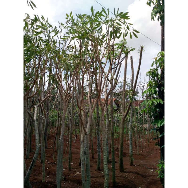 Tanaman Hias TABEBUYA 2 METER pohon tabebuya