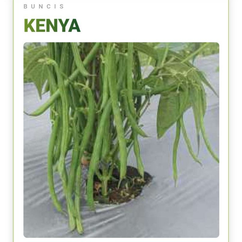 100 Biji Buncis Kenya | Benih buncis | Bibit Buncis | Benih Sayuran