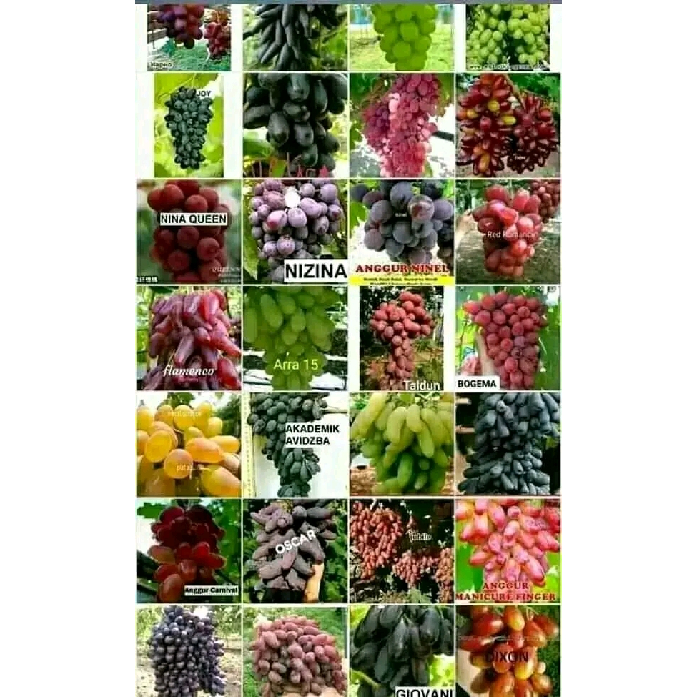 Bibit Anggur Import Valid Beberapa Varian Valid