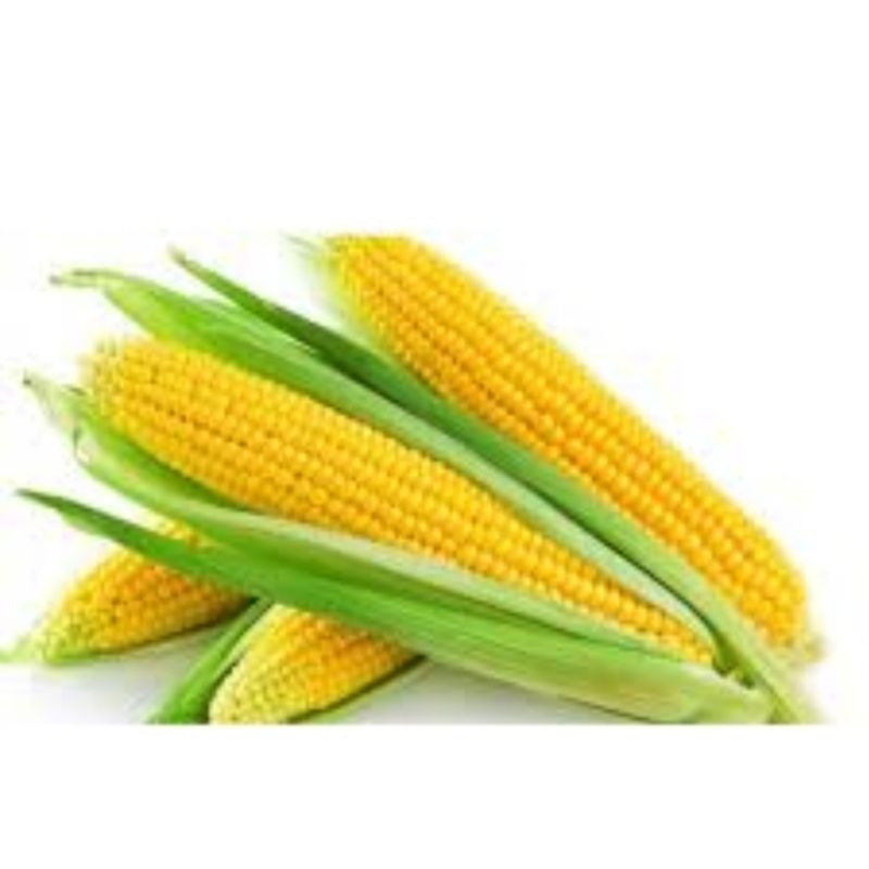 biji benih JAGUNG MANIS | JAGUNG SAYUR | MURAH