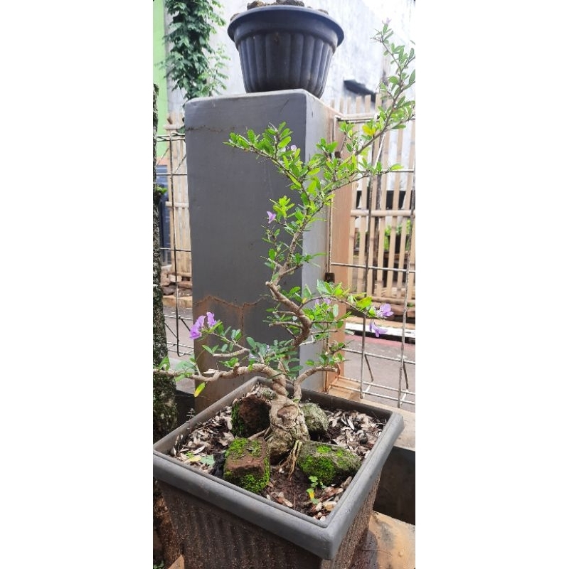 Bonsai saeng simbur vietnam bunga ungu