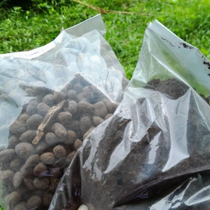 pupuk srintil (kambing)