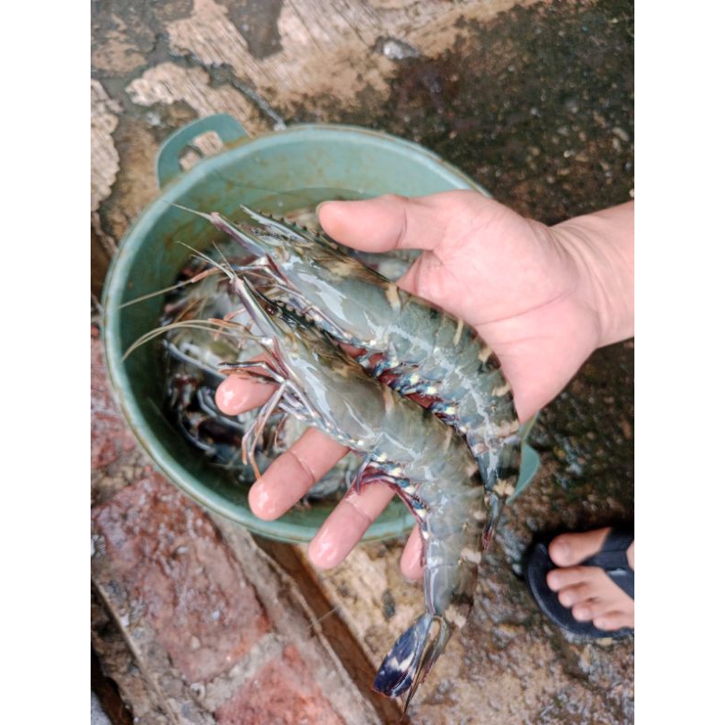 

UDANG TIGER 1KG (SEKILO ISI 15-17)