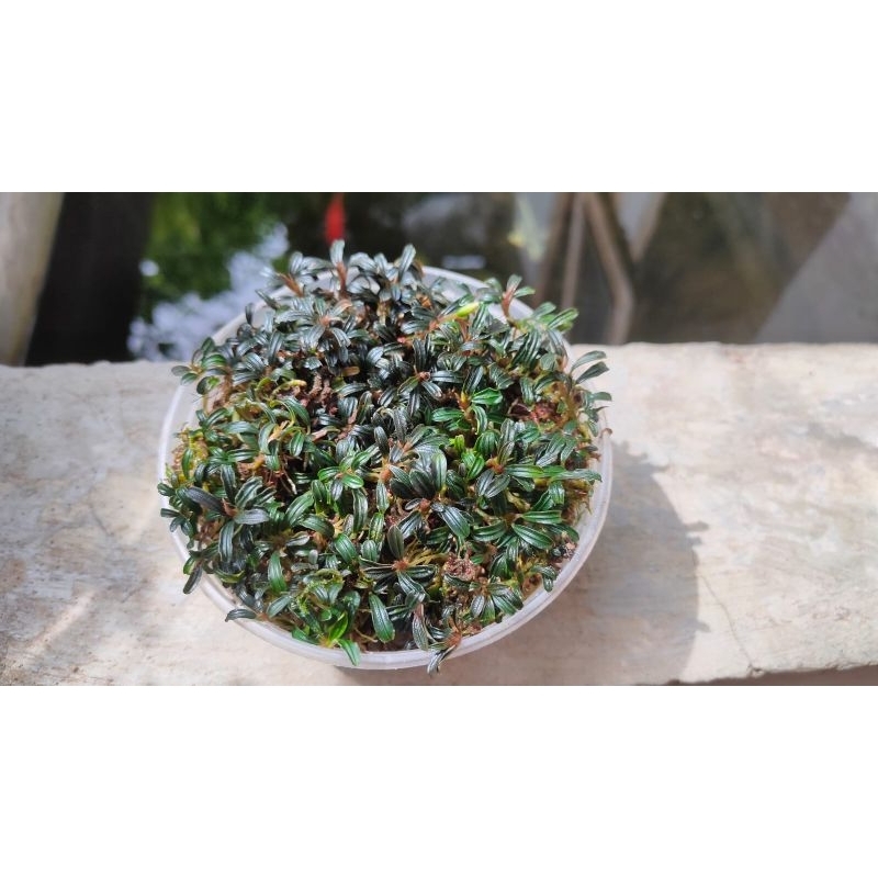 tanaman aquascpe bucephalandra mini phantom