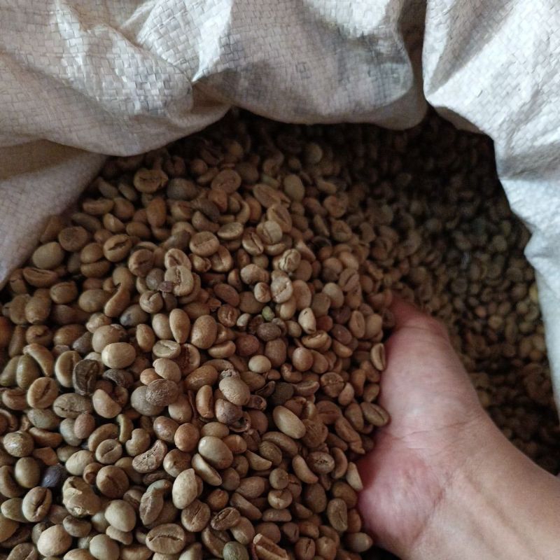 

robusta